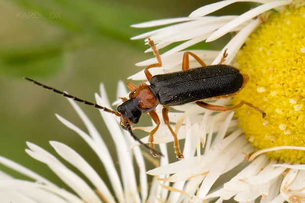 snehuľčík Cantharis fulvicollis