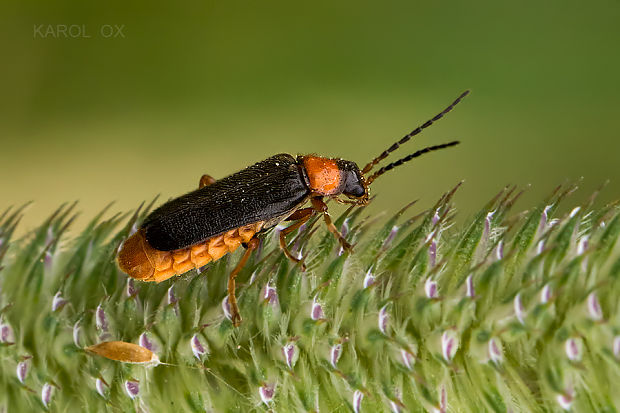 snehuľčík Cantharis fulvicollis