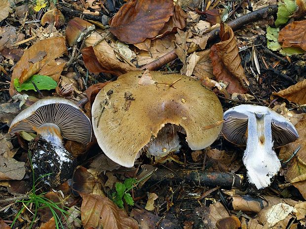 pavučinovec purpurovoškvrnitý Cortinarius purpurascens Fr.