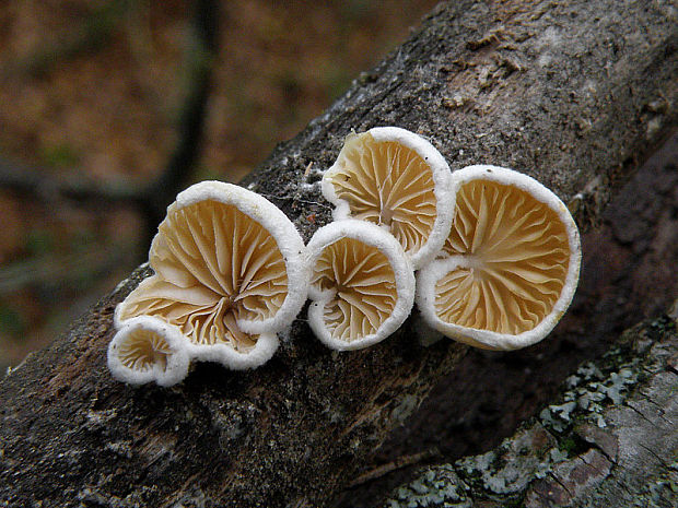 pahliva Crepidotus sp.