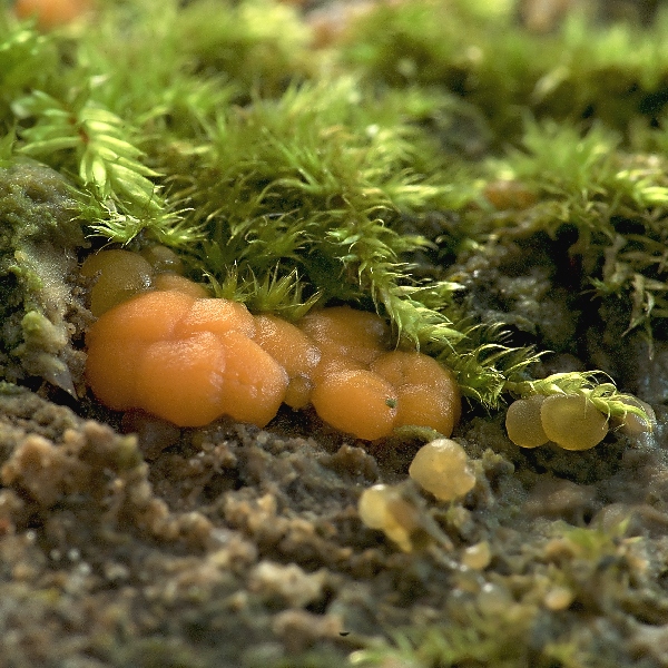 slzovec Dacrymyces sp.