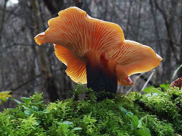 plamienka Flammulina sp.