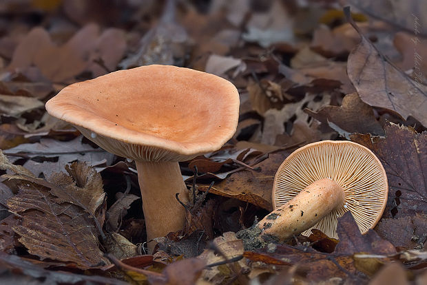 rýdzik Lactarius sp.