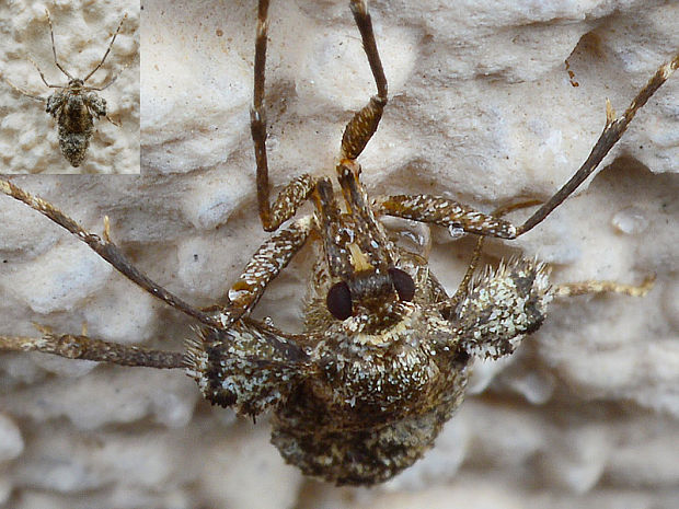 jesenica jesenná Operophtera brumata  (Linnaeus, 1758)