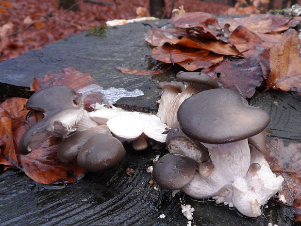 hliva ustricovitá modrastá Pleurotus columbinus Quél.