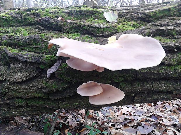 hliva ustricovitá Pleurotus ostreatus (Jacq.) P. Kumm.