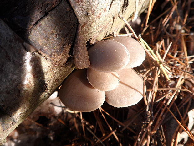 hliva ustricovitá Pleurotus ostreatus (Jacq.) P. Kumm.