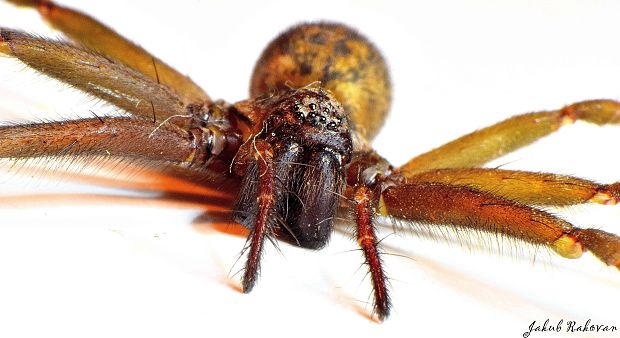 kútnik domový Tegenaria domestica (Agelenidae)