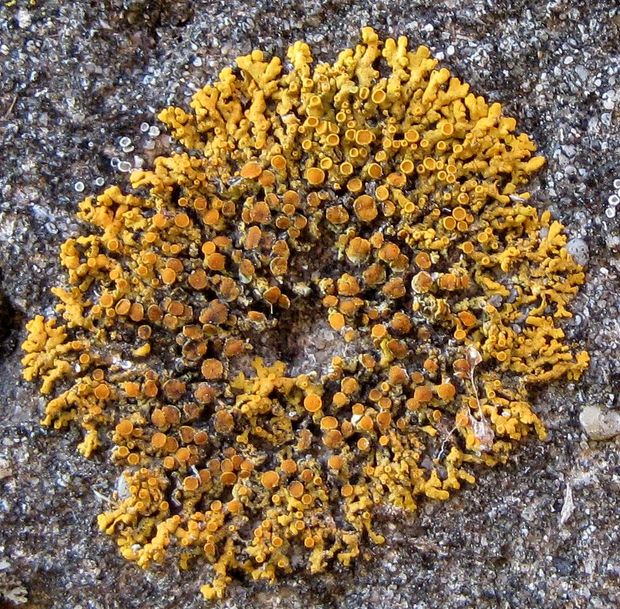 diskovník oranžový Xanthoria elegans (Link) Th. Fr.