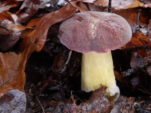 suchohríbnik zamatový Xerocomellus pruinatus (Fr. & Hök) Šutara