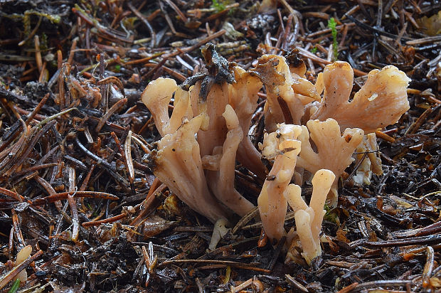 konárovka popolavá Clavulina cinerea (Bull.) J. Schröt.