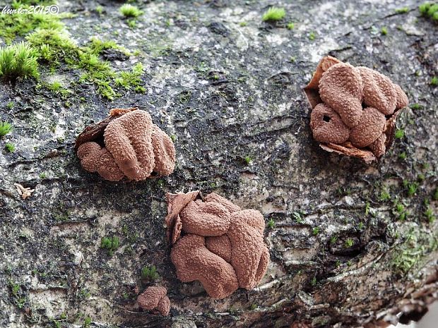 dutinovka otrubnatá Encoelia furfuracea (Roth) P. Karst.