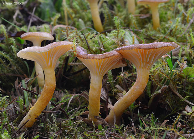 šťavnačka mrazová Hygrophorus hypothejus (Fr.) Fr.