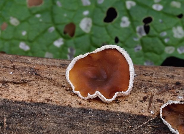 škľabka plstnatá Schizophyllum amplum (Lév.) Nakasone