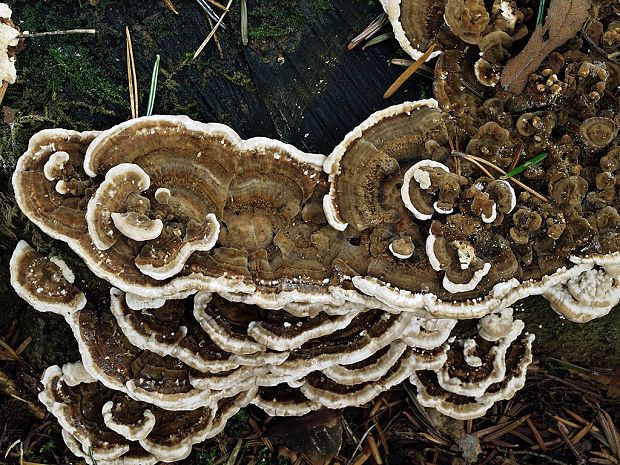 trúdnikovec pestrý Trametes versicolor (L.) Lloyd