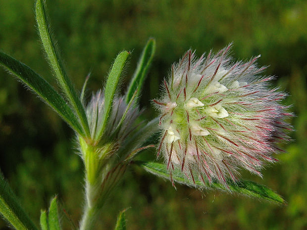 ďatelina roľná Trifolium arvense L.