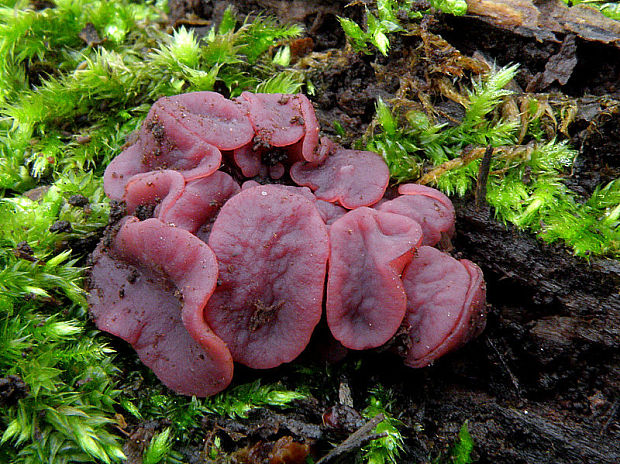 vrtidlovka Ascocoryne sp.