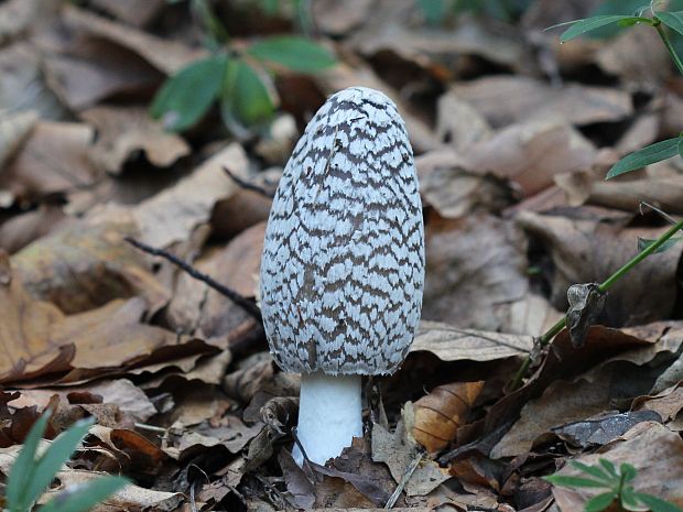 hnojník strakatý Coprinopsis picacea (Bull.) Redhead, Vilgalys & Moncalvo