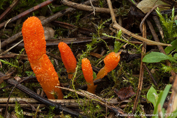 žezlovka hmyzová Cordyceps militaris (Fr.) Link