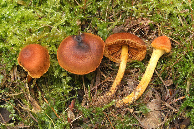 pavučinovec škoricový Cortinarius cf.cinnamomeus (L.) Fr.