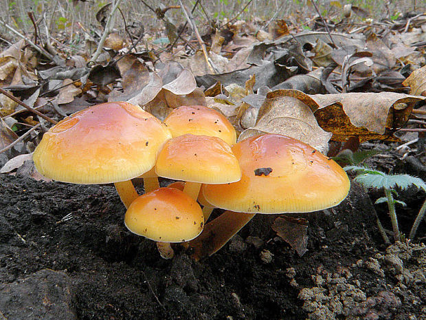 plamienka Flammulina sp.