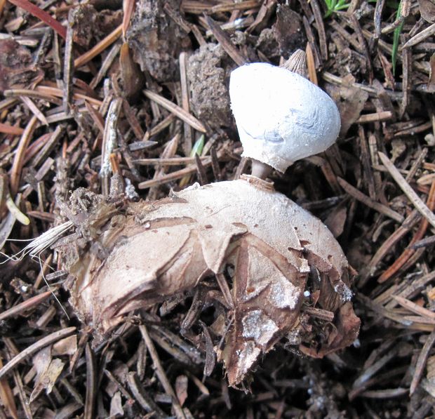 hviezdovka golierikovitá Geastrum striatum DC.