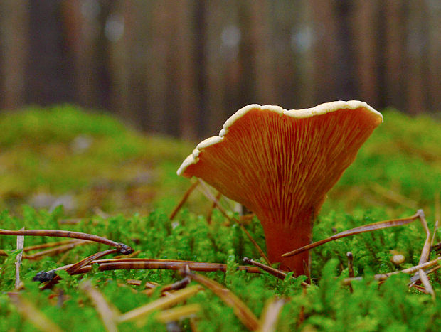 líška oranžová Hygrophoropsis aurantiaca (Wulfen) Maire