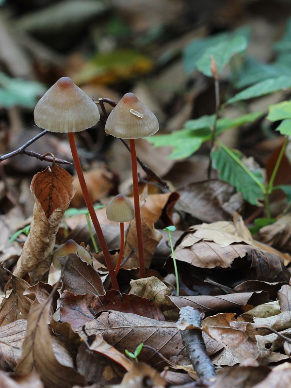 prilbička šafranová Mycena crocata (Schrad.) P. Kumm.