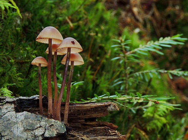 prilbička krvavomliečna Mycena haematopus (Pers.) P. Kumm.