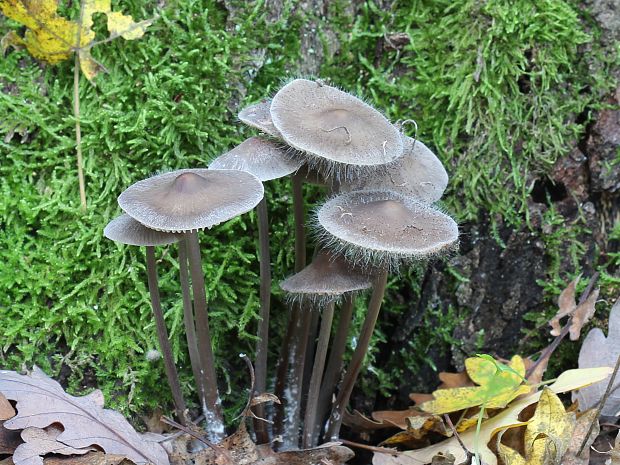 prilbička Mycena sp.