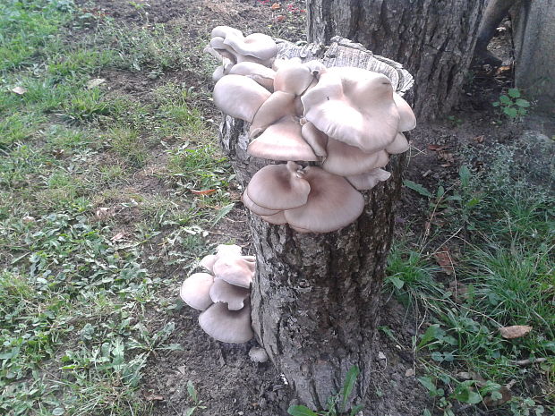 hliva ustricovitá Pleurotus ostreatus (Jacq.) P. Kumm.