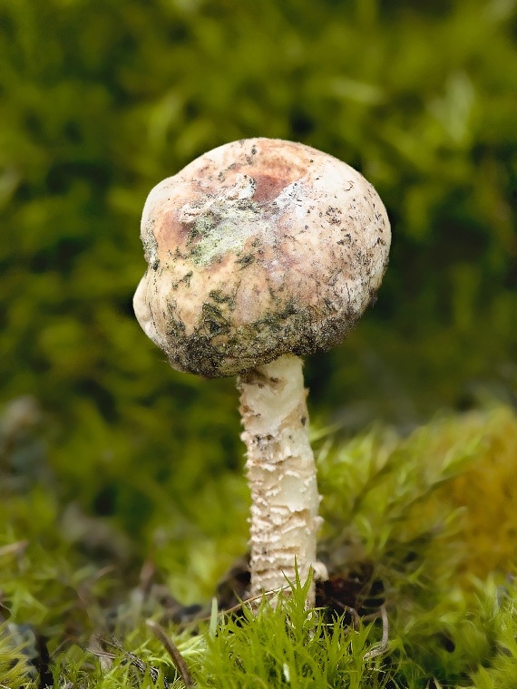 stopkovec Tulostoma sp.