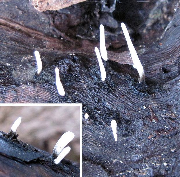 drevnatec parohatý Xylaria hypoxylon (L.) Grev.