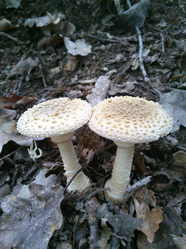 muchotrávka olivovohnedastá Amanita franchetii (Boud.) Fayod