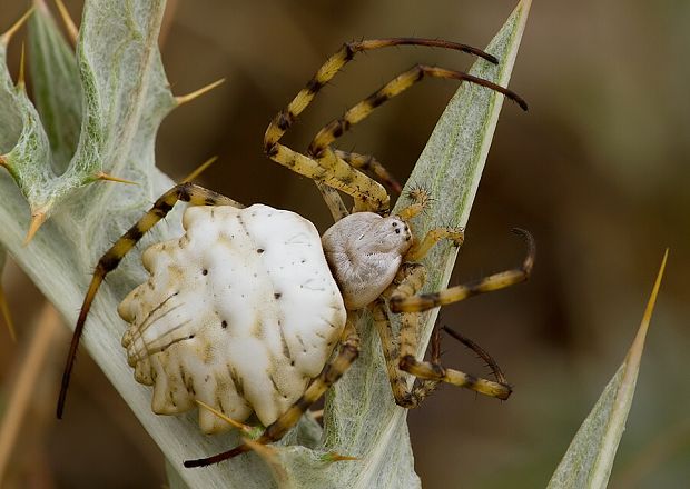 . Argiope lobata