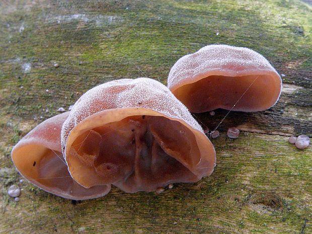 uchovec bazový Auricularia auricula-judae (Bull.) Quél.