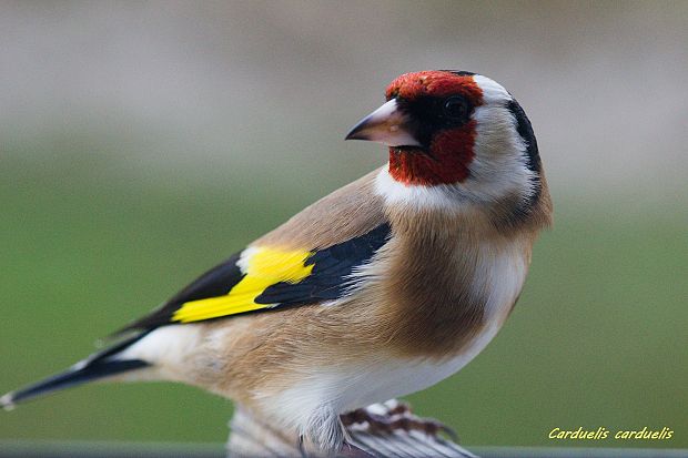 stehlík pestrý Carduelis carduelis