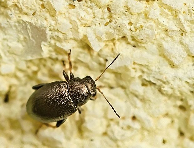 skočka Chaetocnema hortensis