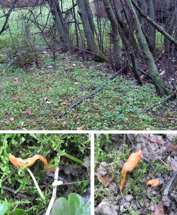 žezlovka hmyzová Cordyceps militaris (Fr.) Link