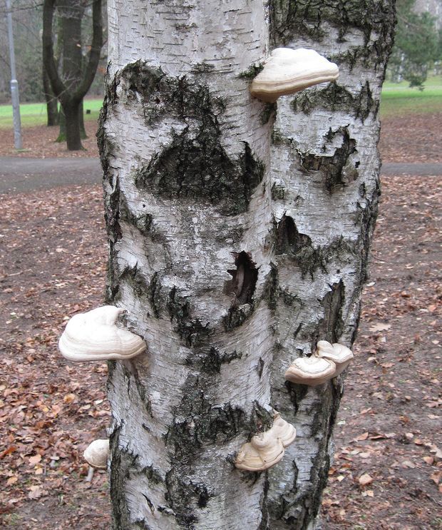 brezovník obyčajný Fomitopsis betulina (Bull.) B.K. Cui, M.L. Han & Y.C. Dai