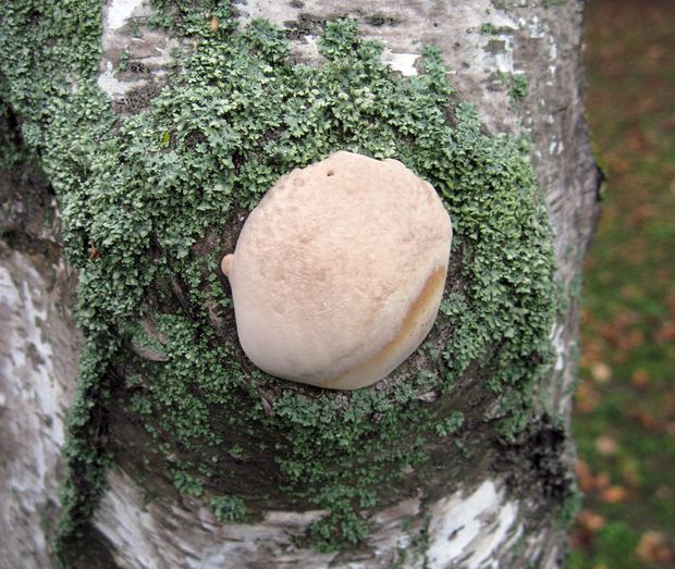 brezovník obyčajný Fomitopsis betulina (Bull.) B.K. Cui, M.L. Han & Y.C. Dai