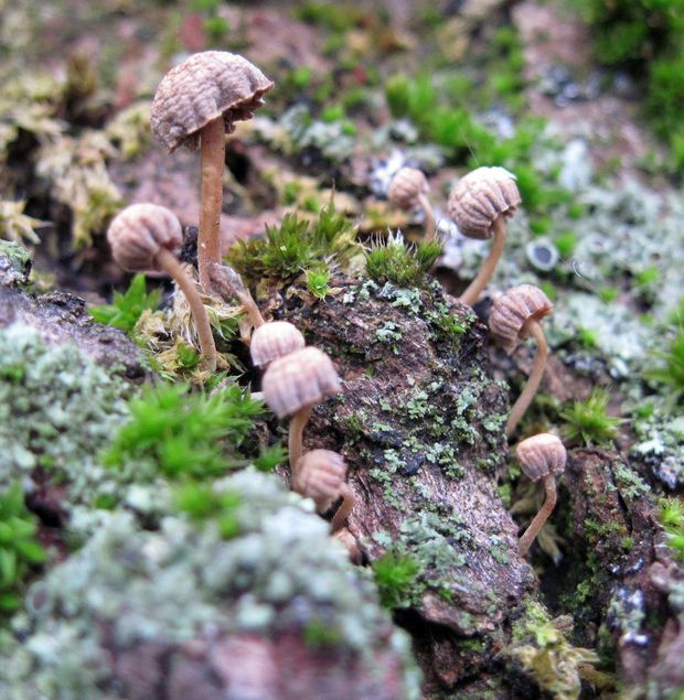 prilbička Mycena sp.