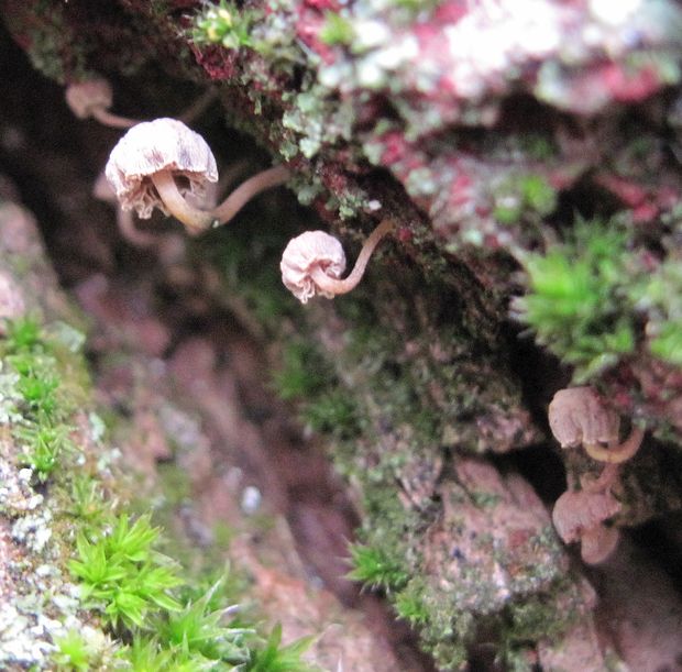 prilbička Mycena sp.