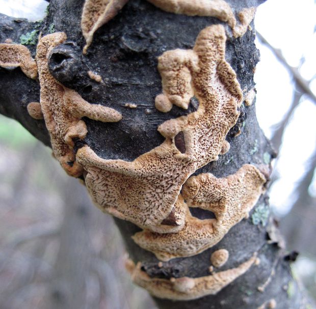 ohňovec Phellinus sp.