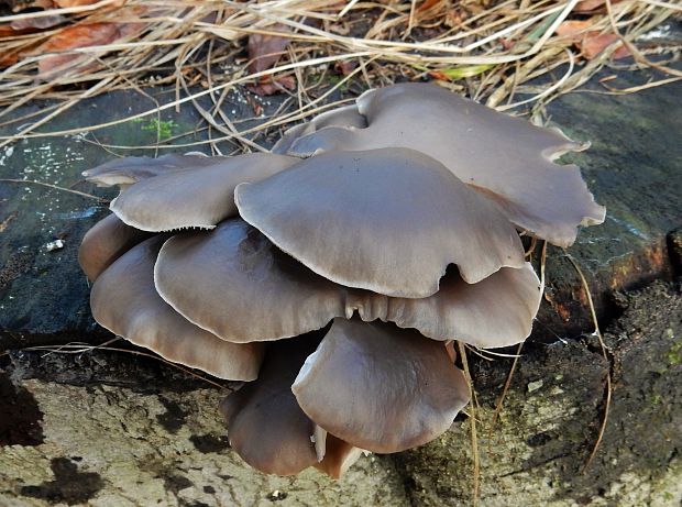 hliva ustricovitá Pleurotus ostreatus (Jacq.) P. Kumm.