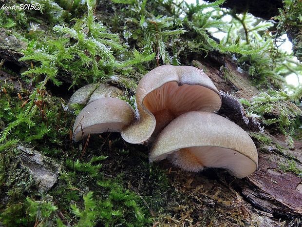 pňovka neskorá Sarcomyxa serotina (Pers.) P. Karst.