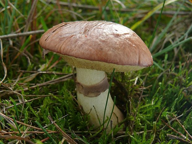 masliak obyčajný Suillus luteus (L.) Roussel