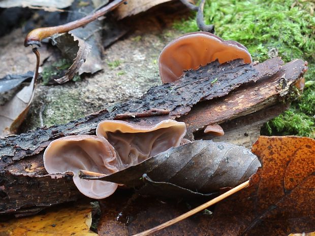 uchovec bazový Auricularia auricula-judae (Bull.) Quél.