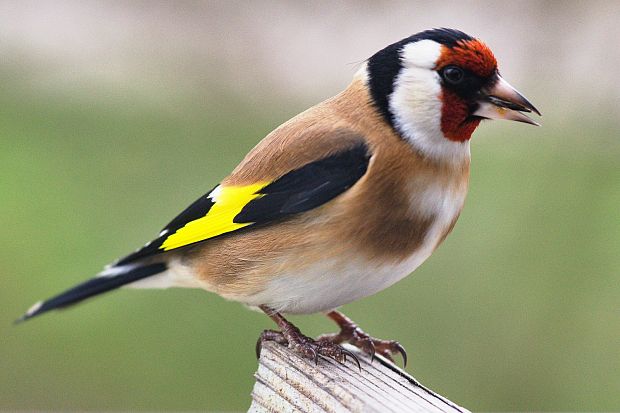 stehlík pestrý Carduelis carduelis