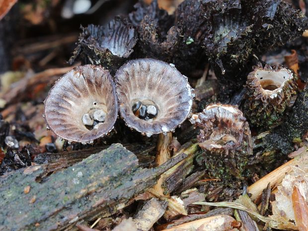 čiaškovec pásikavý Cyathus striatus (Huds.) Willd.